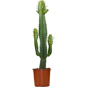 Bloomique - Euphorbia Acrurensis - Cactus Plant - Cowboy Cactus - Kamerplanten - ± 60cm hoog - 17cm diameter - in Kweekpot