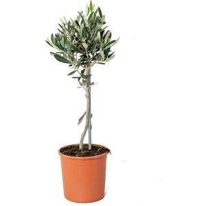 Olea Europaea –  Olijfboom op stam –  Boom –  Winterhard - ⌀14 cm - 40-50 cm