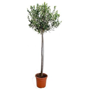 Olea europaea –  Olijfboom op stam –  Boom –  Winterhard - ⌀21 cm - 95-110 cm