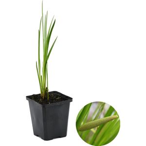 Acorus Calamus – Kalmoes – Vijverplant – Onderhoudsvriendelijk – Zone 2-3 – ⌀9cm - 10-20 cm