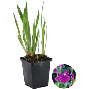 Iris 'Kaempferi' – Japanse Iris – Vijverplant –Winterhard – ⌀9 cm - 20-30 cm