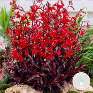 Bloomique - Lobelia Queen Victoria - Prachtlobelia - Rood - Vijverplanten - Waterplanten - Winterhard - 20-30 cm Hoog - Pot 9 cm