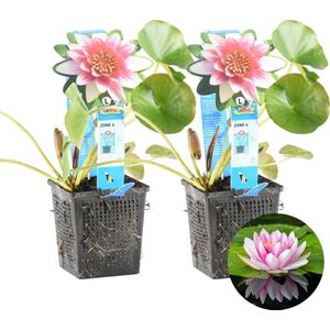 Waterlelie Paars | Nymphaea 'Attraction' 2x - Vijverplant in kwekerspot ⌀11 cm - ↕15 cm