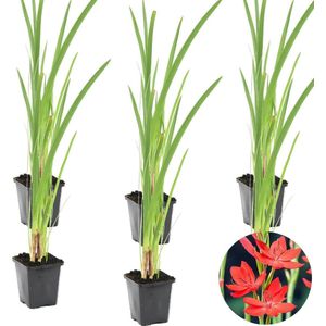 Rode Kafferlelie | Schizostylis 'Coccinea' 6x - Vijverplant in kwekerspot ⌀9 cm - ↕15 cm