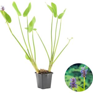 Snoekkruid | Pontederia 'Cordata' - Vijverplant in kwekerspot ⌀9 cm - ↕15 cm