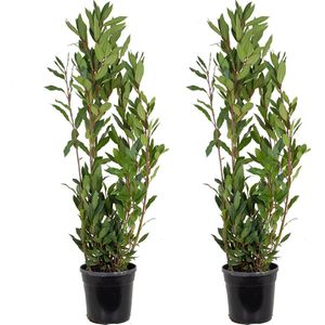 2x Laurus Nobilis - Keukenlaurier - Heester - Groenblijvend - ⌀21 cm - 80-100 cm