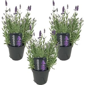 3x Lavandula angustifolia 'Ardèche' - Lavendel - Heester - Winterhard - ⌀12 cm - 20-25 cm