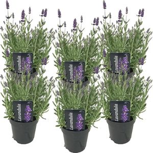 6x Lavandula angustifolia 'Ardèche' - Lavendel - Heester - Winterhard - ⌀12 cm - 20-25 cm