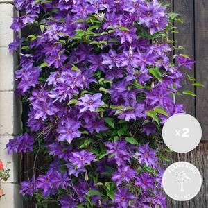 2x Clematis The President – Paarse Bosrank – Klimplant - ⌀15 cm - 60-70 cm