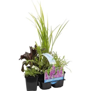 6x Geurende Vijverplanten Mix – Zone 2 & 3 – Onderhoudsvriendelijk - ⌀9 cm - 15-25 cm