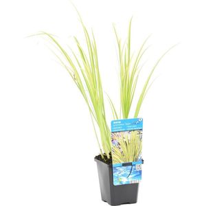 Dwergkakelmoes - Acorus 'Ogon' - per Stuk - Vijverplant in Kwekerspot - ⌀ 9 cm - ↕10-20 cm
