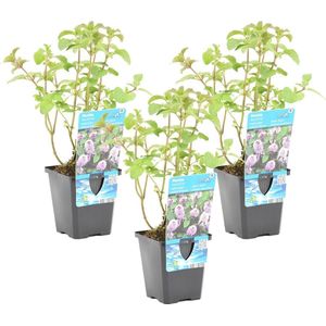 Watermunt - Mentha Aquatica - per 3 Stuks - Vijverplant in Kwekerspot - ⌀ 9 cm - ↕ 10-20 cm