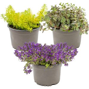 Sedum Rotsplanten mix per 3 stuks - buitenplant in kwekerspot ⌀14 cm - 10-15 cm