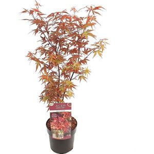 Acer 'Skeeter's Broom' – Japanse Esdoorn – Heester – Onderhoudsvriendelijk – ⌀19 cm - 60-70 cm