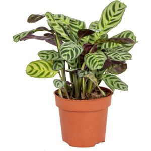 Ctenanthe 'Burle-Marxii' | Tiengebodenplant - Kamerplant in kwekerspot ⌀12 cm - 10-20 cm