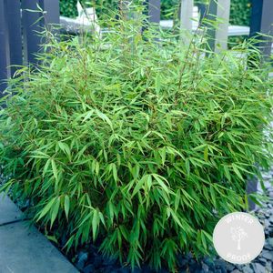 Fargesia rufa ��– Bamboe – Tuinplant – Winterhard - ⌀23 cm - 60-70 cm
