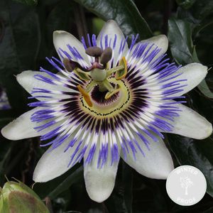 Planten Passiebloem Bloeiend kopen? ✔️ Tot 10% korting Planten Passiebloem Bloeiend kopen? ✔️ Tot 10% korting
