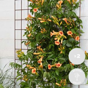 2x Campsis ‘Indian Summer’ – Klimplant – Trompetklimmer – Winterhard - ⌀15 cm – 60-70 cm