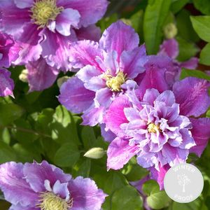 Clematis Piilu – Grootbloemige bosrank – Klimplant – Winterhard - ⌀15 cm - 60-70 cm
