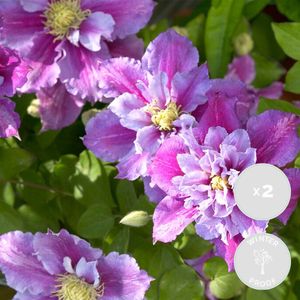 2x Clematis Piilu �– Grootbloemige Bosrank – Klimplant – Winterhard - ⌀15 cm - 60-70 cm