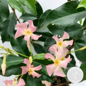 Trachelospermum 'Pink Shower' – Roze Toscaanse Jasmijn – Klimplant - ⌀15 cm - 60-70 cm