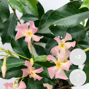 2x Trachelospermum 'Pink Shower' – Roze Toscaanse Jasmijn – Klimplant – ⌀15 cm - 60-70 cm