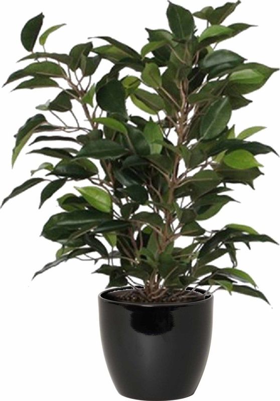 Groene ficus kunstplant 40 cm met plantenpot zwart D13.5 en H12.5 cm