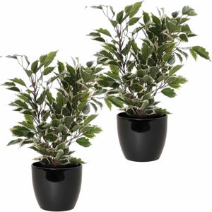 2x Stuks Groen/Witte Ficus Kunstplanten 40 cm met Plantenpot Zwart D13.5 en H12.5 cm