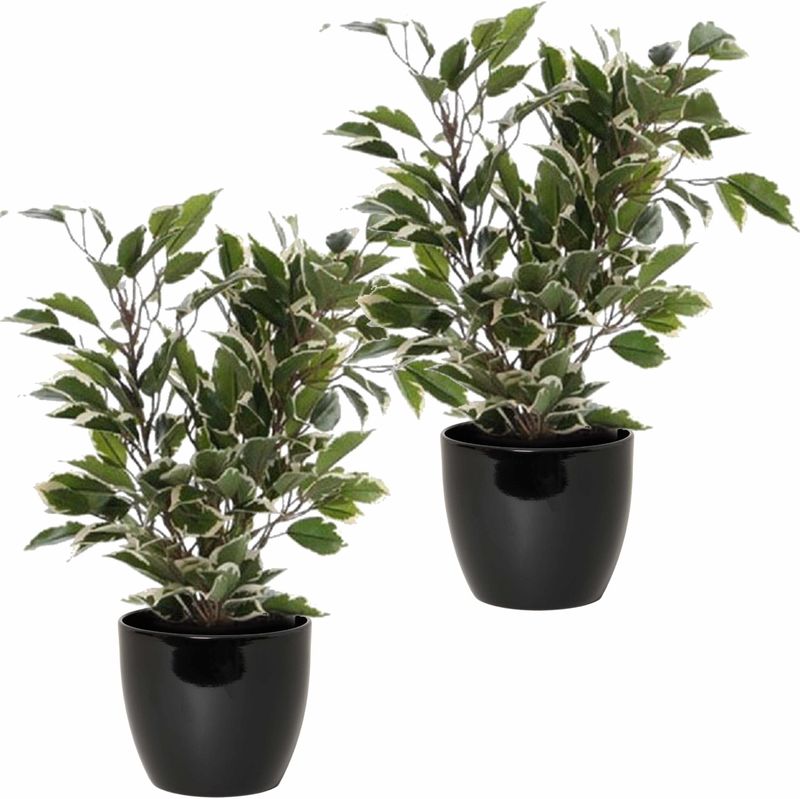 2x Stuks Groen/Witte Ficus Kunstplanten 40 cm met Plantenpot Zwart D13.5 en H12.5 cm
