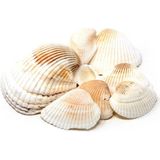 3x zakjes decoratie/hobby schelpen 100 gram - Maritiem/zee/strand thema