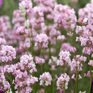 6 x Roze Lavendel - Vaste Planten - Tuinplanten Winterhard - Lavandula angustifolia Rosea in 9x9cm pot met hoogte 5-10cm