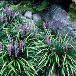 12 x Leliegras Moneymaker Paars - Wintergroen Siergras - Liriope muscari Moneymaker in 9x9cm pot met hoogte 5-10cm