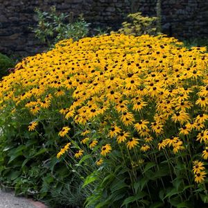 12 x Gele Zonnehoed Goldsturm - Winterharde Bloeiende Tuinplant - Rudbeckia fulgida Goldsturm in 9x9cm pot met hoogte 0-10cm