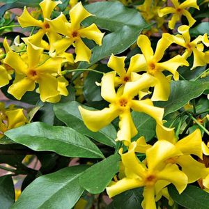 32 x Toscaanse Jasmijn Geel - Geurende Sterjasmijn Klimplant Wintergroen - Trachelospermum jasminoides Star of Toscane in C2(liter) pot met hoogte 50-60cm