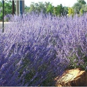 8 x Reuzenlavendel Blue Spire XL Paars|Blauw - Winterharde Tunplant - Perovskia Blue Spire in C2(liter) pot met hoogte 20-40cm