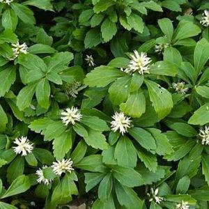 6 x Schaduwkruid of Dikkemanskruid - Wintergroene Bodembedekker - Pachysandra terminalis in 9x9cm pot met hoogte 5-10cm