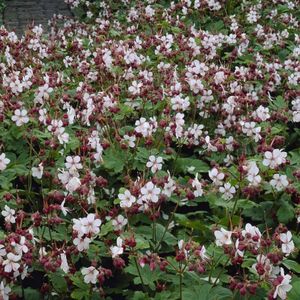 6 x Ooievaarsbek Wit|Roze - Moederdag - Bodembedekker Winterhard - Geranium macrorrhizum Spessart in 9x9cm pot met hoogte 5-10cm