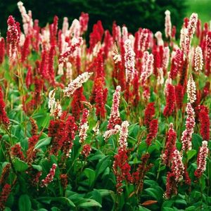 25 x Duizendknoop Rood|Wit - Bodembedekker Winterhard - Persicaria affinis 'Darjeeling Red' in 9x9cm pot met hoogte 0-10 cm