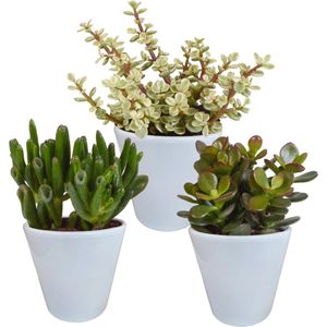 Crassula mix 8.5 cm  - 3x - in witte pot