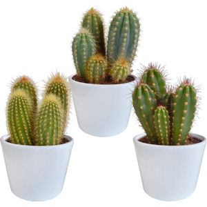 Cereus mix 10,5cm  - 3x - in witte pot