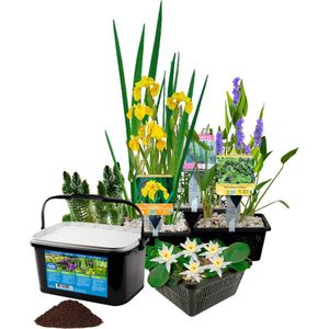 vdvelde.com - Waterplanten Vijver Winterhart - 19 Vijverplanten - Voor 500 - 1000 liter water - Witte Waterlelie, Gele Lis en Paars Snoekkruid inclusief Vijvermanden, Klei en Voeding - Van der Velde Waterplanten