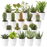 vdvelde.com - Mini Cactussen en Vetplanten met Potjes - 20 stuks - Kamerplant - Vetplant - vdvelde.com - Cactus
Cactus plant
Vetplant
Cactus potgrond
Cactussen
Cactus zaden
Cactus voeding
Vetplant
Vetplantjes
Vetplanten mix
Succelenten
Vetplanten voor binnen
Mini plant
succulenten mix  - 20 cactussen en succulenten
- Ø 6 cm ↥ ca. 10 cm
- Incl. 20 keramieken potjes