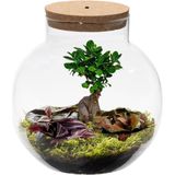 vdvelde.com - Ecosysteem plant in glas met lamp - Ecoworld Bonsai Biodome - Planten Terrarium - 1 Bonsai en 2 Gekleurde Terrarium Planten - Bolvormig glas - Hoogte 25 cm