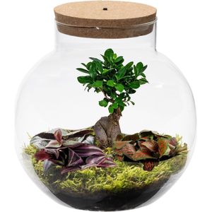 vdvelde.com - Ecosysteem plant in glas met lamp - Ecoworld Bonsai Biodome - Planten Terrarium - 1 Bonsai en 2 Gekleurde Terrarium Planten - Bolvormig glas - Hoogte 25 cm