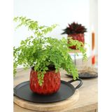 Ideas4seasons Bloempot/plantenpot - dieprood - voor kamerplant - D13 x H11 cm