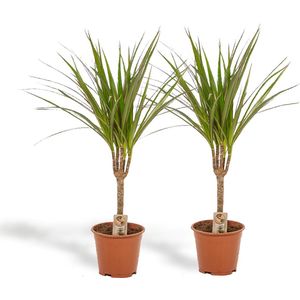 Dracaena marginata 2x dracaena - ↨60cm - ø14cm