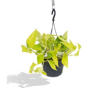 Hello Plants Epipremnum Golden Pothos Neon - Ø 15 cm - Hoogte: 25 cm - Drakenklimop Klimplant Hangplant