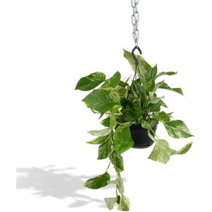 Epipremnum Scindapsus Marble Queen - Ø 15 cm - Hoogte: 25 cm - Drakenklimop Klimplant Hangplant