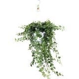 Hedera Wonder Green Hang - Klimop - 70cm - Ø17