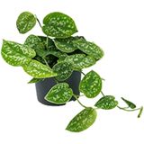 Scindapsus Pictus - Epipremnum - 25cm - Ø15